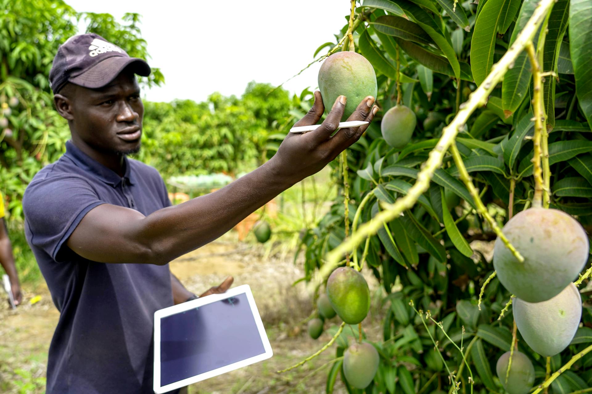 Computer Vision: The Quality Control Revolution in Fruits and Vegetables